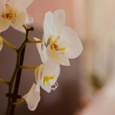 L'Amarante Chambres D'Hotes Ou Gite Citadin ティユー エクステリア 写真