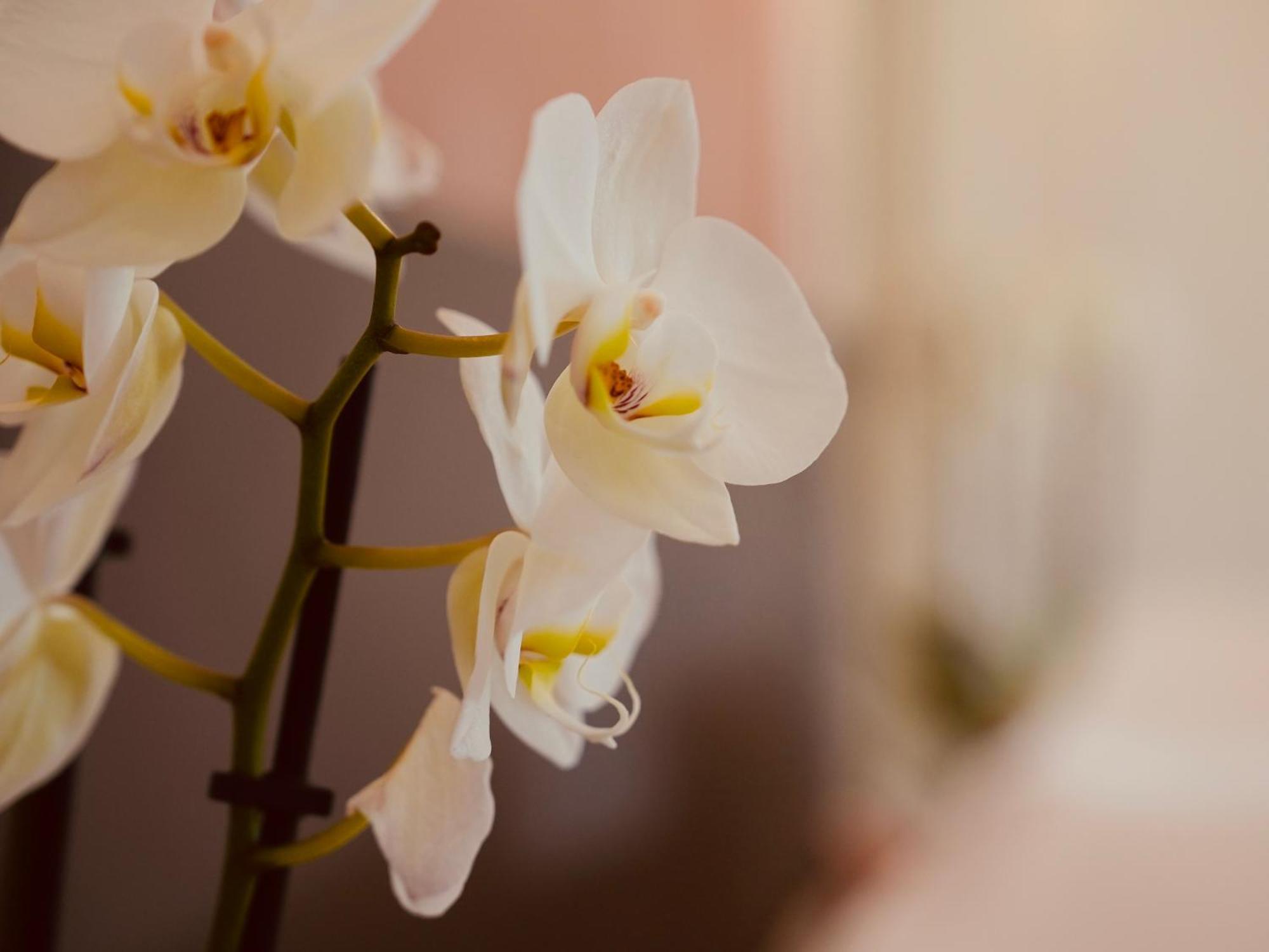 L'Amarante Chambres D'Hotes Ou Gite Citadin ティユー エクステリア 写真
